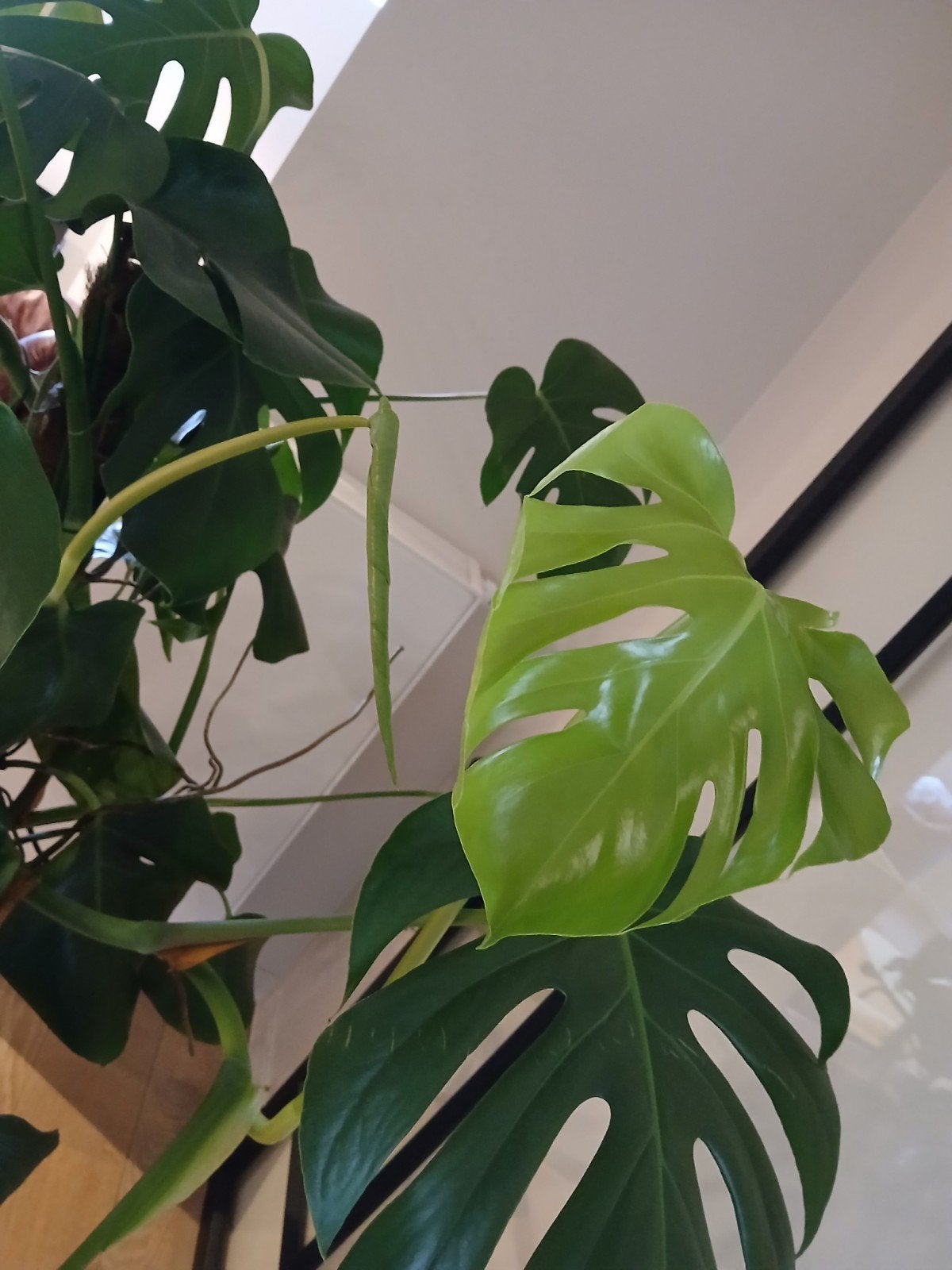 Monstera kamerplant, Enlèvement