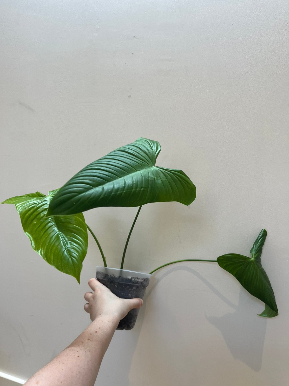 Philodendron Tenue Mature, Huis en Inrichting, Ophalen of Verzenden