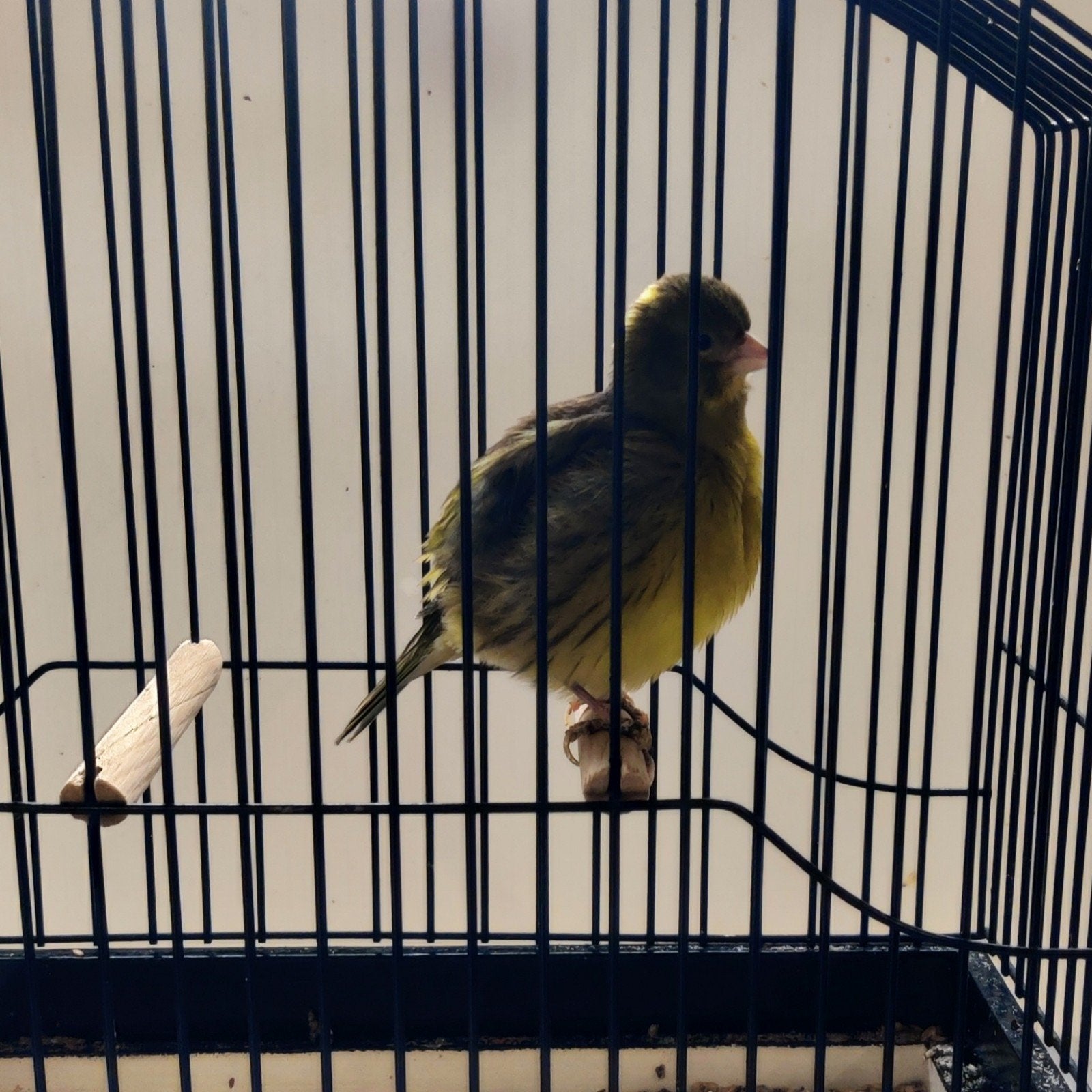 fifes fancy te koop/ à vendre, Sexe inconnu, Canari de posture