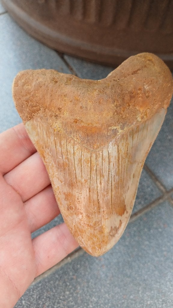 Grande dent de requin Megalodon, fossile de 12,5 cm, Collections, Enlèvement ou Envoi, Fossile