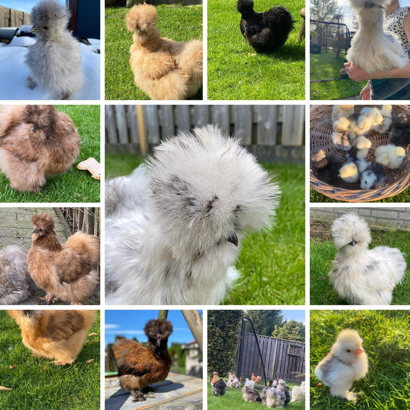 Kuikentjes & broedeieren USA Zijdehoen, Sexe inconnu, Poule ou poulet
