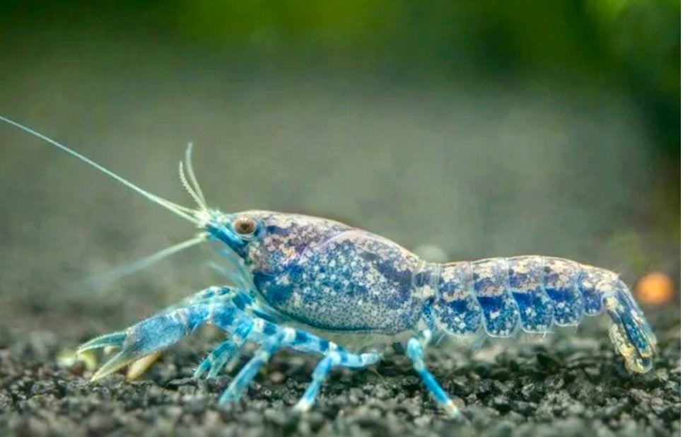 Blauwe Dwergkreeftjes - veilig met garnalen en planten, Homard, Crabe ou Crevette, Poisson d'eau douce, Banc de poissons