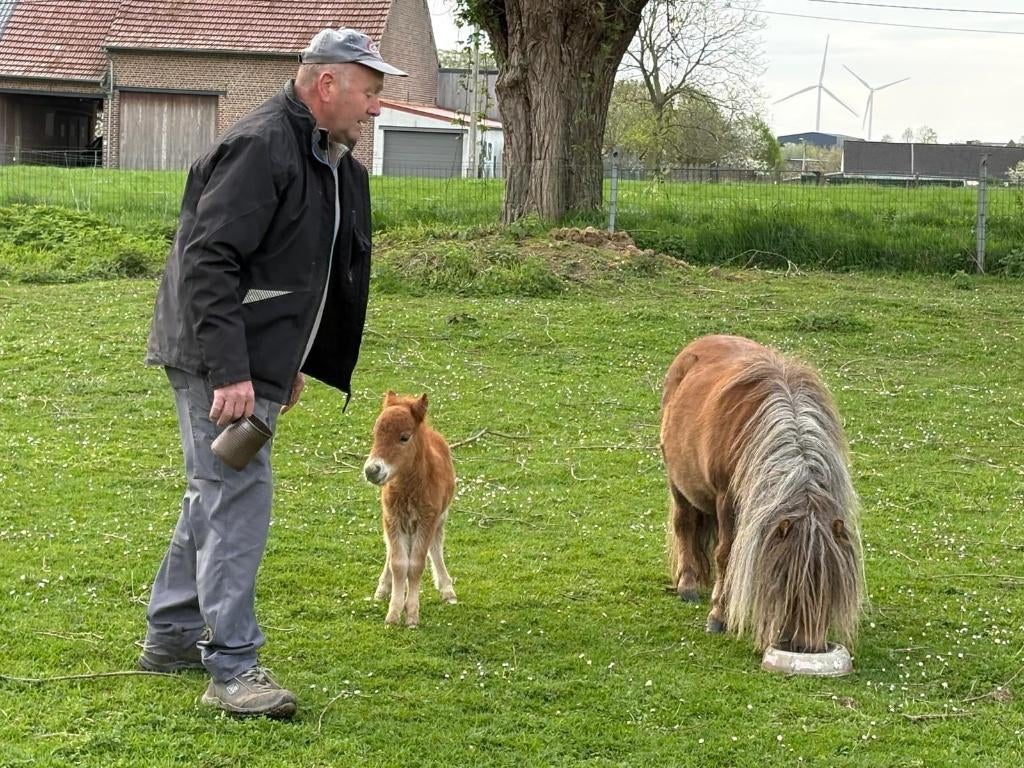 2 heel mooie kleine hengsten shetland met stamboom, Dieren en Toebehoren, Hengst, Met stamboom