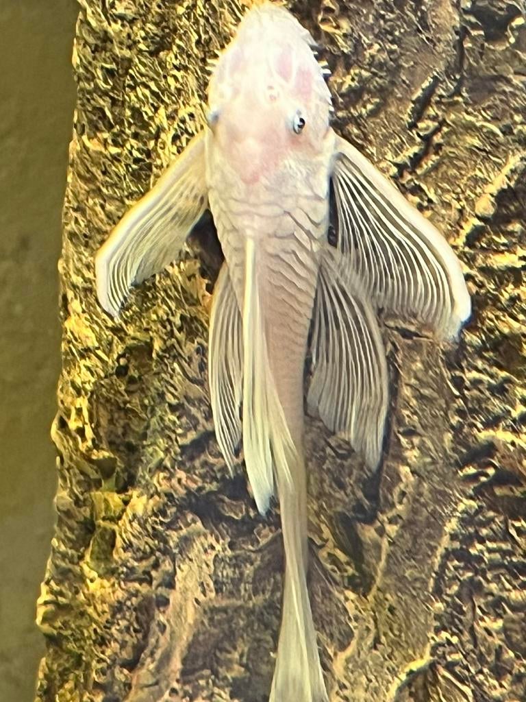 Jonge Snow white longfin man tekoop 50€, Dieren en Toebehoren, Vissen | Aquariumvissen, Vis, Zoetwatervis, Schoolvis