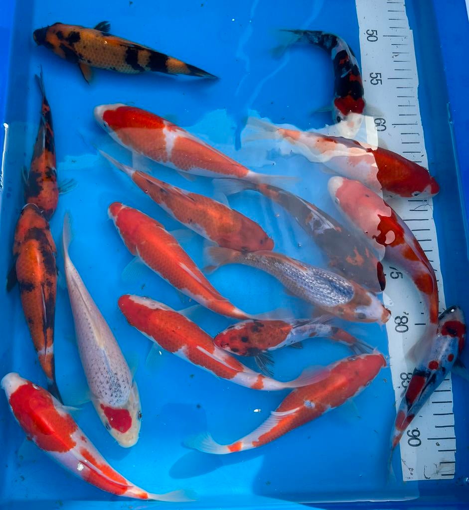 Le magnifique Tosai de Conias, Sakazume, Marusei et Jumbo, Animaux & Accessoires, Poissons | Poissons d'étang, Carpe ou Koï