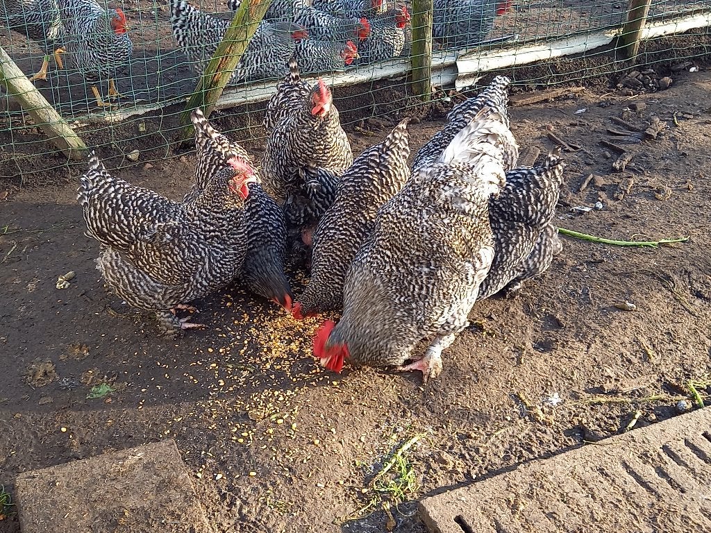 Broedeieren Mechelse koekoek, Dieren en Toebehoren, Pluimvee