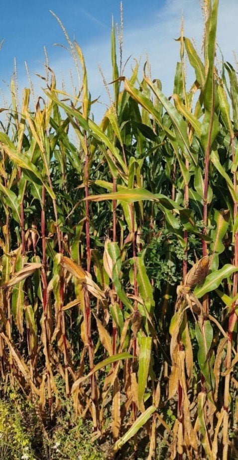 mais op stam te koop regio Ieper 7,5 hectare te hakselen, Ophalen