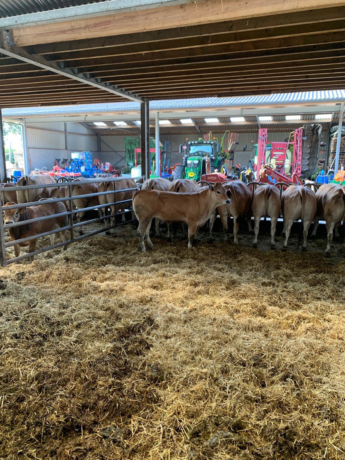Parthenais vaarzen, Femelle, 0 à 2 ans