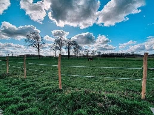 Op zoek naar een mooie weide voor pony, Dieren en Toebehoren