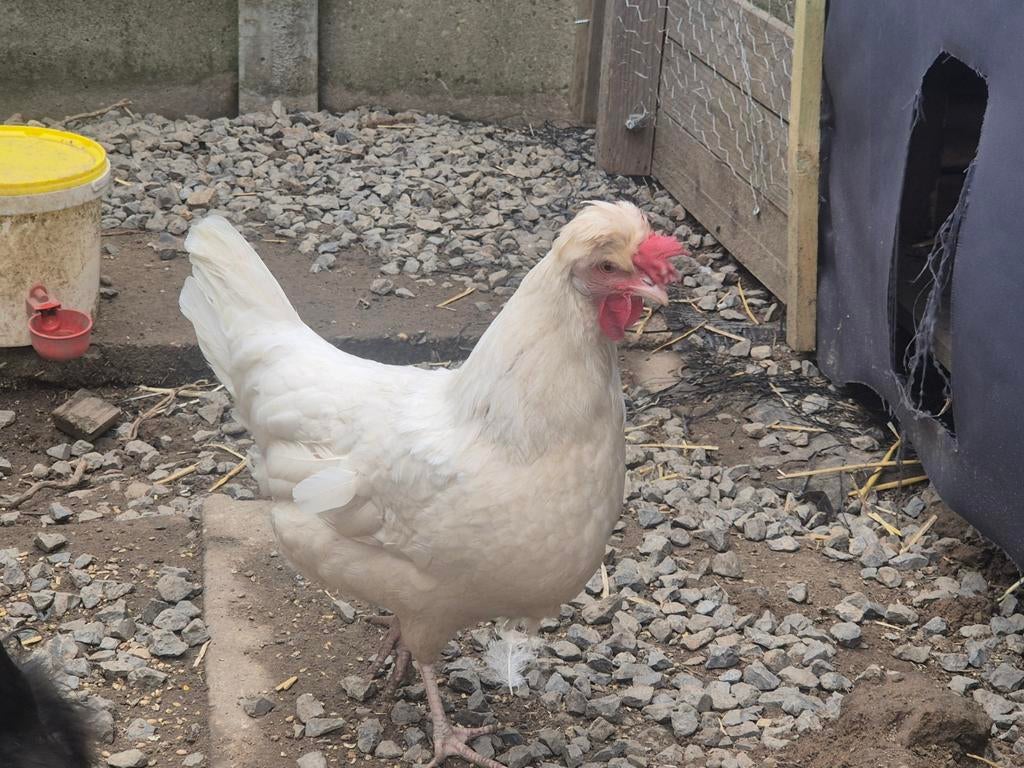 Leghorn x padua hennen, Dieren en Toebehoren