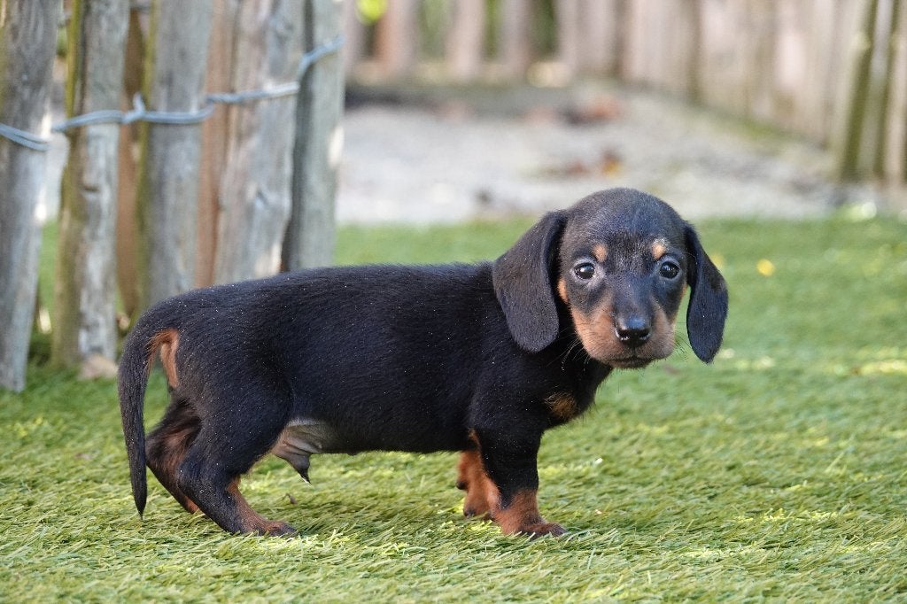 Kortharige dwergteckel pups, met stamboom; black&tan, Dieren en Toebehoren, België, CDV (hondenziekte), 8 tot 15 weken, Korthaar