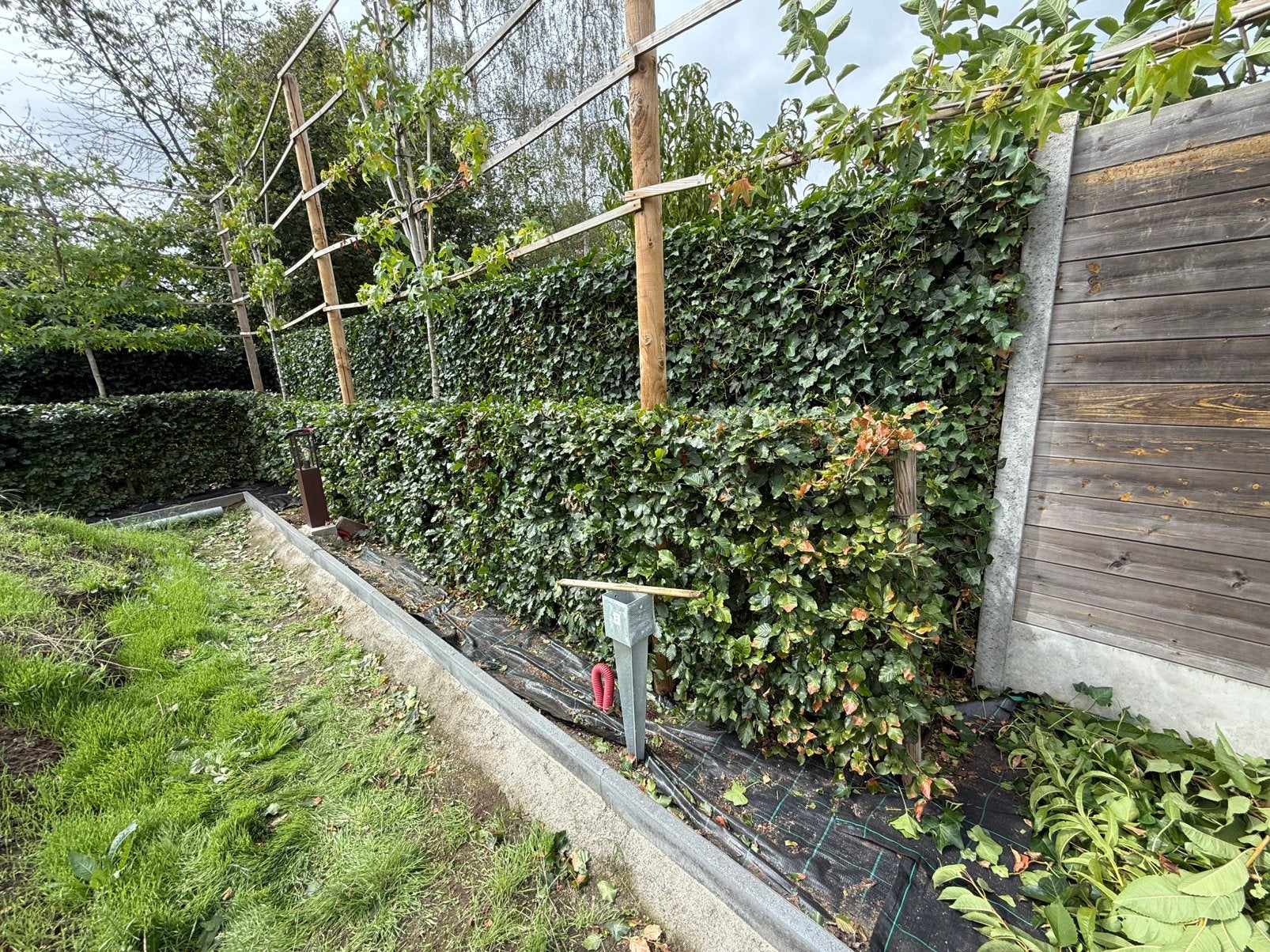 Beukenhaag, Tuin en Terras, Planten | Struiken en Hagen, Ophalen, Beukenhaag, Haag, 100 tot 250 cm