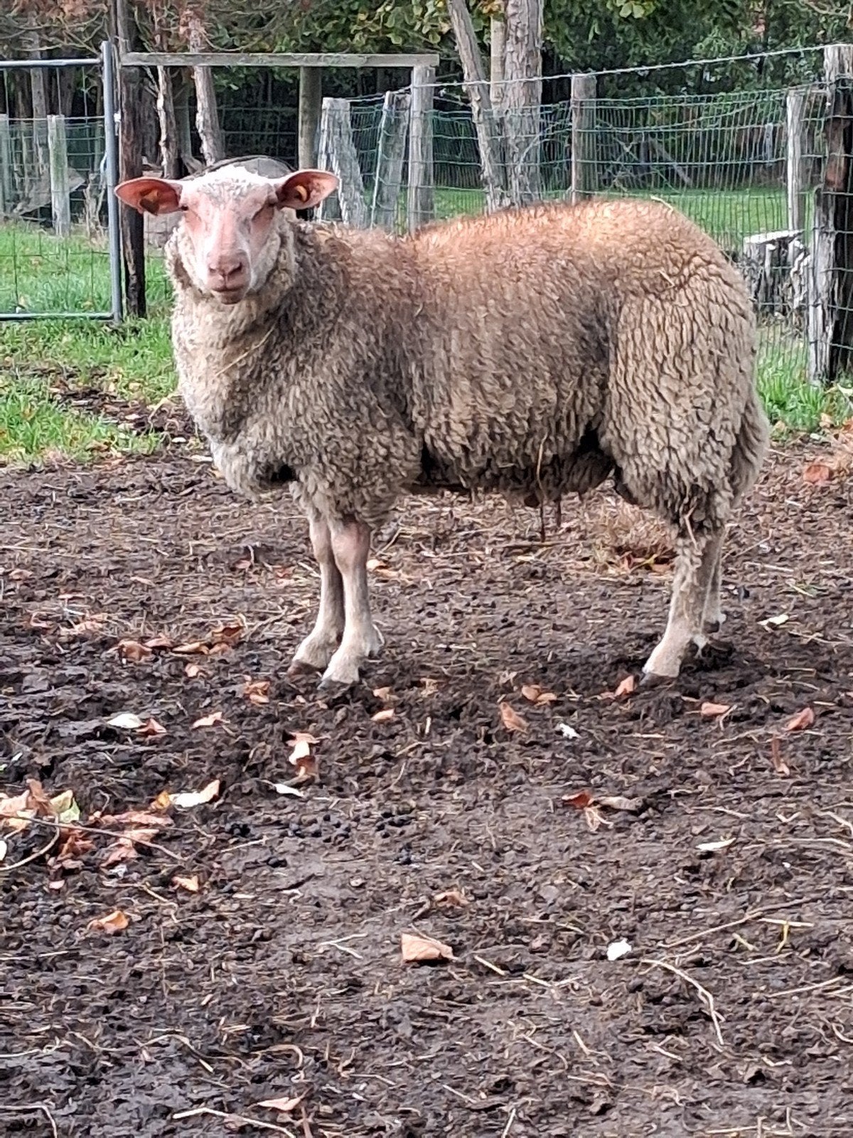 Rouge ramlam, Mâle, Mouton, 0 à 2 ans