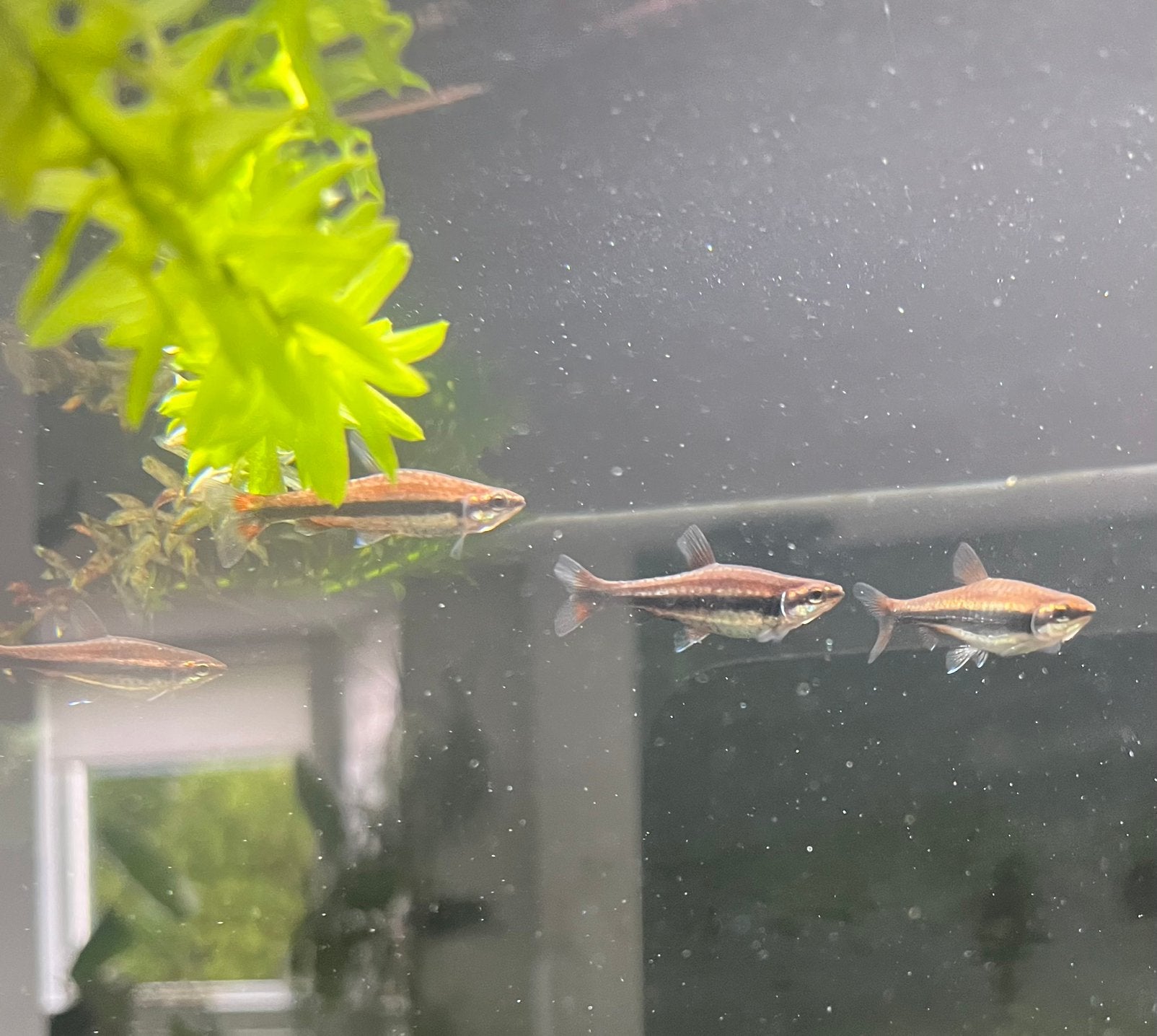 4 nannostomusvissen om weg te geven, Dieren en Toebehoren, Vissen | Aquariumvissen, Vis, Zoetwatervis