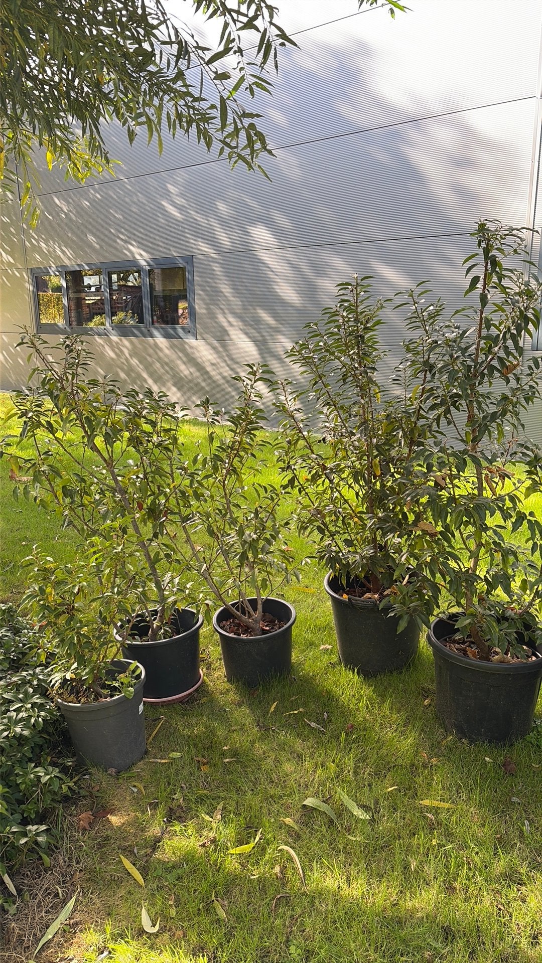 Portugese laurier 150+cm, Ophalen, Laurier