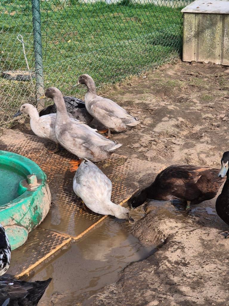 Eend van Vorst, Indische loopeend, Dieren en Toebehoren, Eend