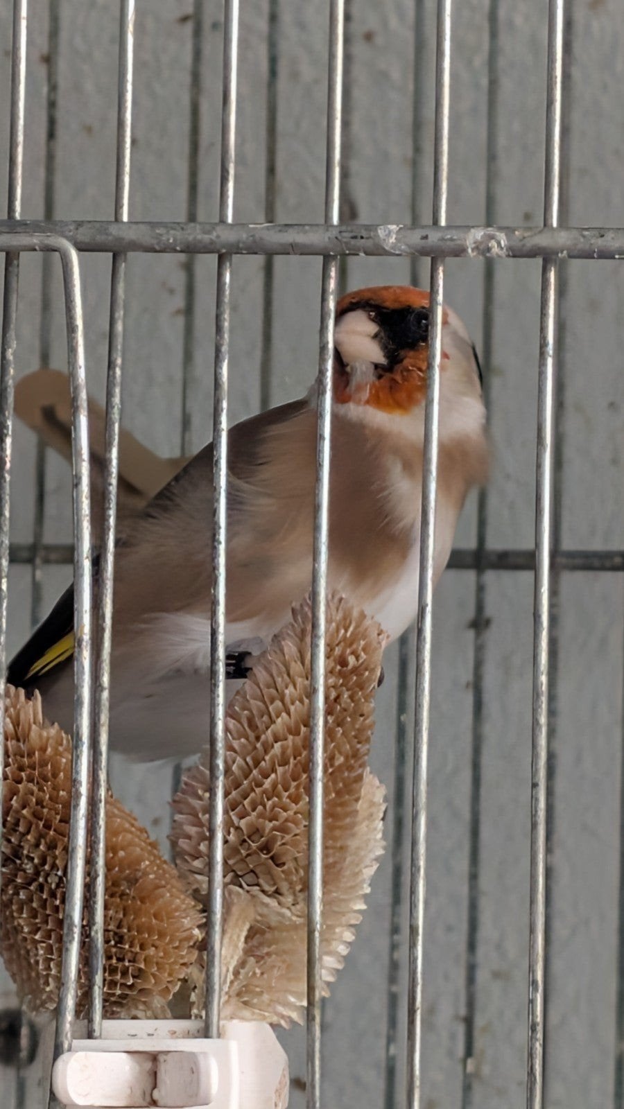 selon les putters Barva Klein, Animaux & Accessoires, Plusieurs animaux, Oiseau de proie, Domestique