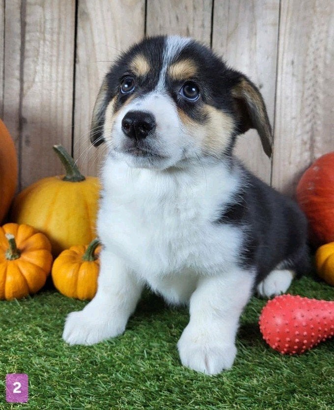 Welsh Corgi Cardigan pups / Corgi pups, Dieren en Toebehoren, België, Overige rassen, CDV (hondenziekte), 8 tot 15 weken