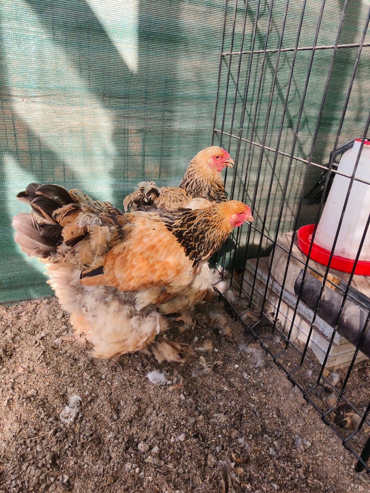 twee brahma hennen