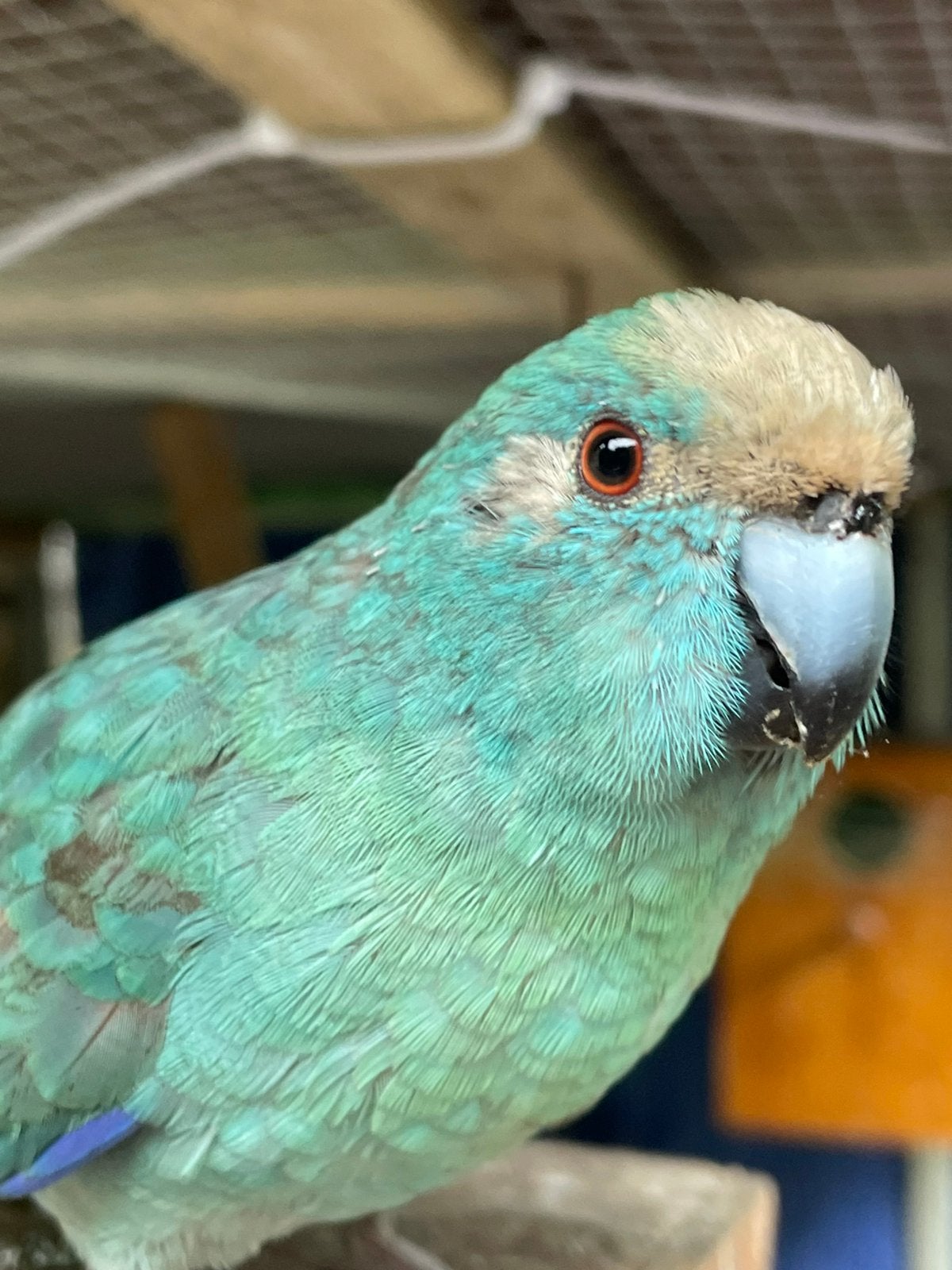 Lot 3 kakariki, Mâle