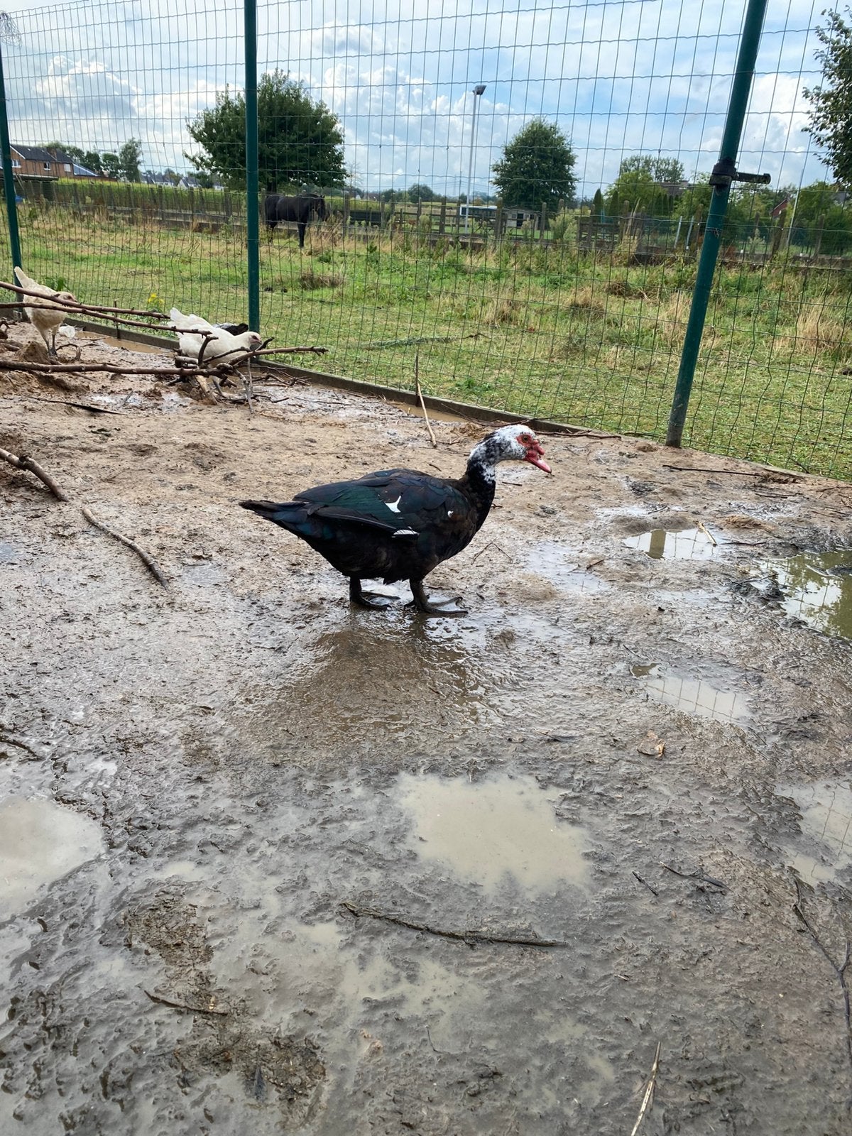 Barberie eenden, Dieren en Toebehoren, Meerdere dieren, Eend