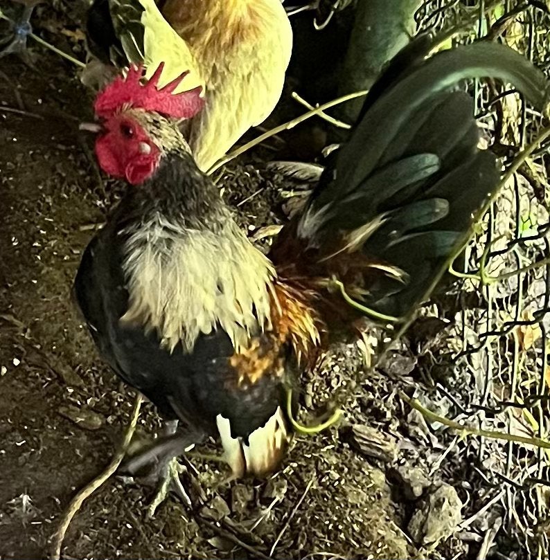 Gratis krielhaantje, Dieren en Toebehoren, Pluimvee, Mannelijk, Kip