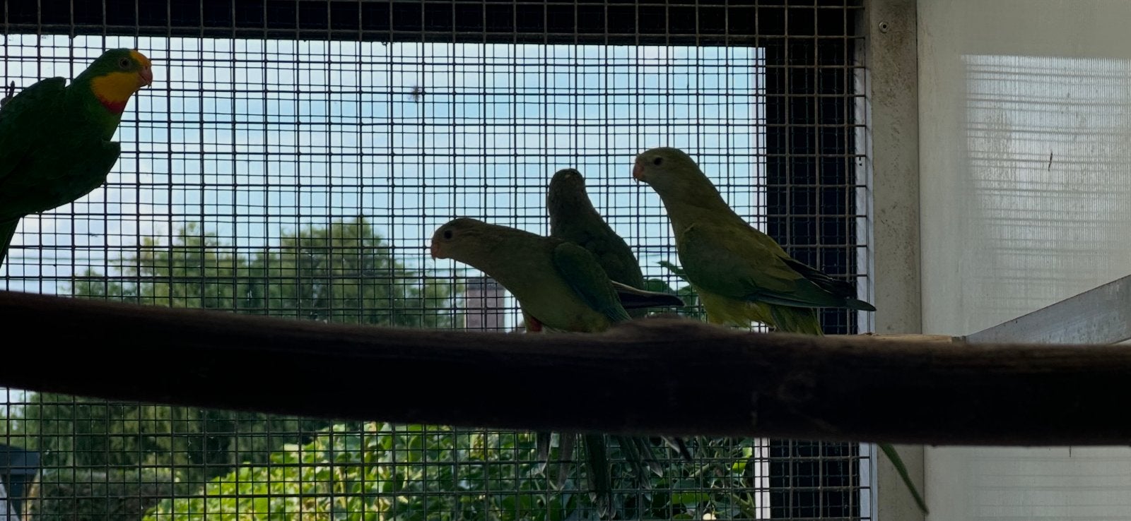 Kweekkoppel barrabanden, Meerdere dieren, Parkiet, Geringd