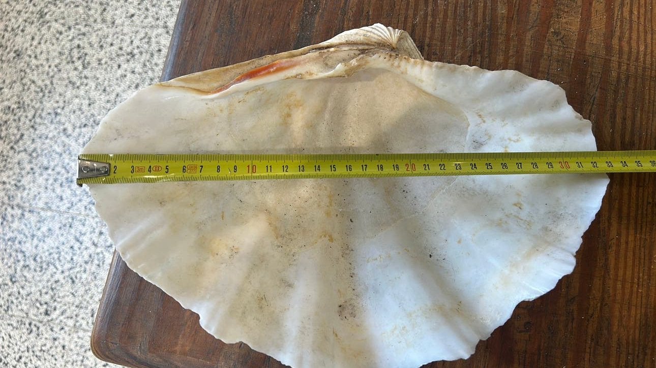 coquille de bénitier géant (possiblement Tridacna gigas), Collections, Enlèvement ou Envoi, Fossile