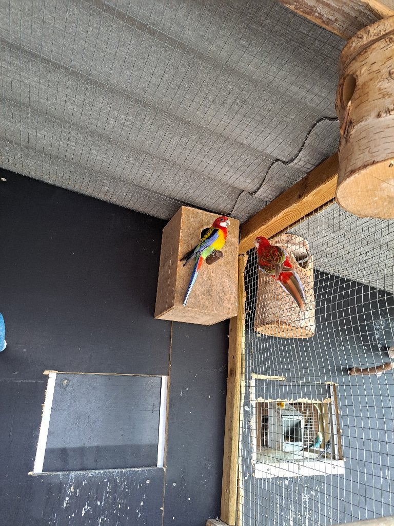 Rosella 3 stuks, Dieren en Toebehoren