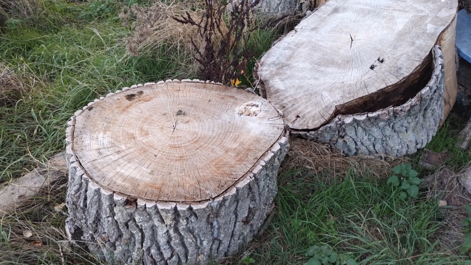 hout te koop, Enlèvement, Troncs d'arbres