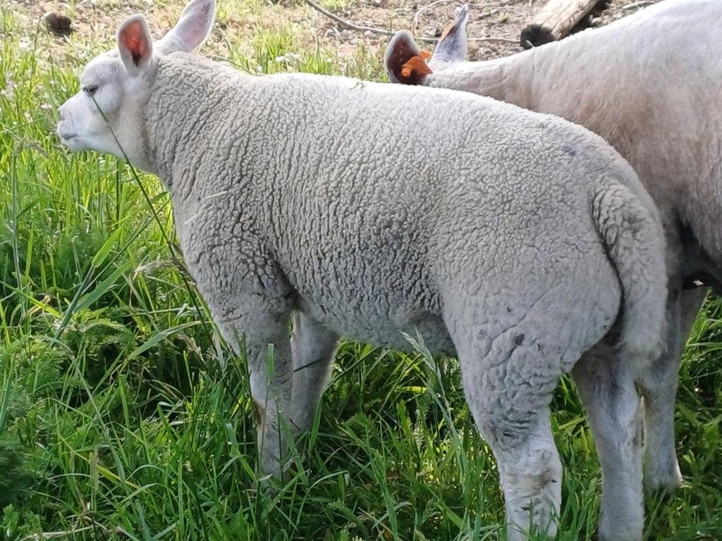 Luxe texelaar rammen, Dieren en Toebehoren