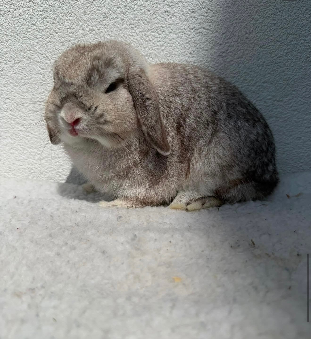 MiniLop ram. fokgeschikt & gevaccineerd, Dieren en Toebehoren, Konijnen, Mannelijk, Dwerg, Hangoor, 0 tot 2 jaar