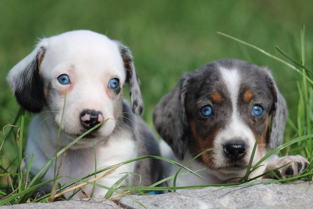 Teckel pups Piedbald, België, CDV (hondenziekte), 8 tot 15 weken, Korthaar