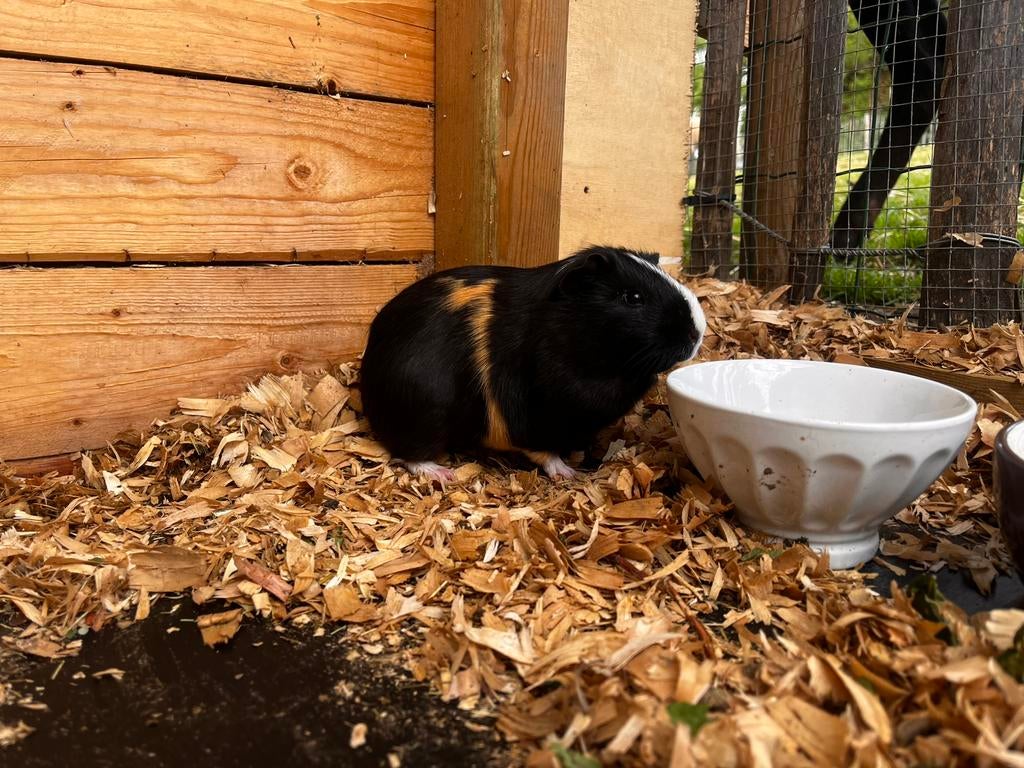 Cavia mannetjes, Mâle, Domestique, Septembre, Cobaye