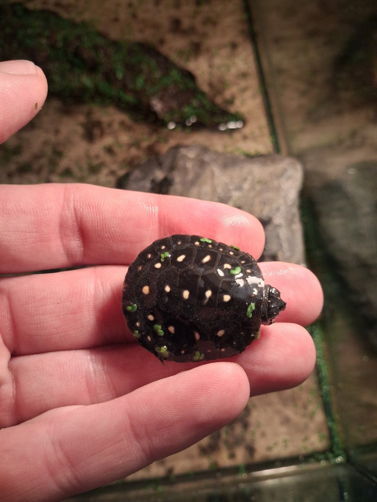 druppelschildpad, Animaux & Accessoires, Reptiles & Amphibiens
