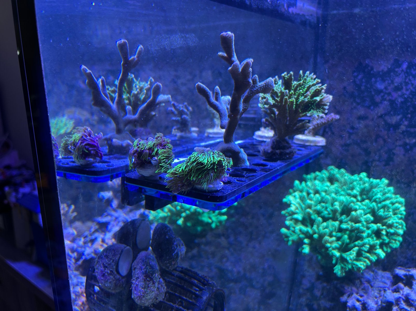 Koraal stekken zeeaquarium, Ophalen, Zo goed als nieuw