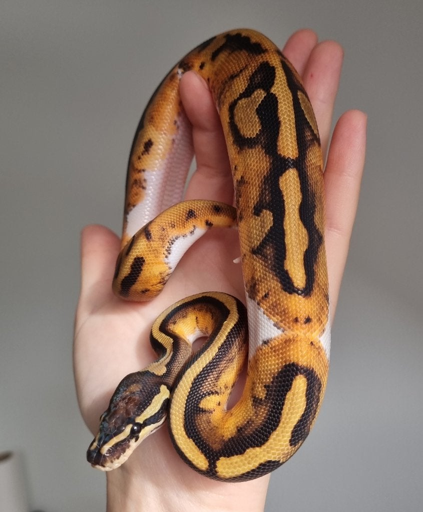 1.0 piebald het lavender albino koningspython Ball Python photo 4