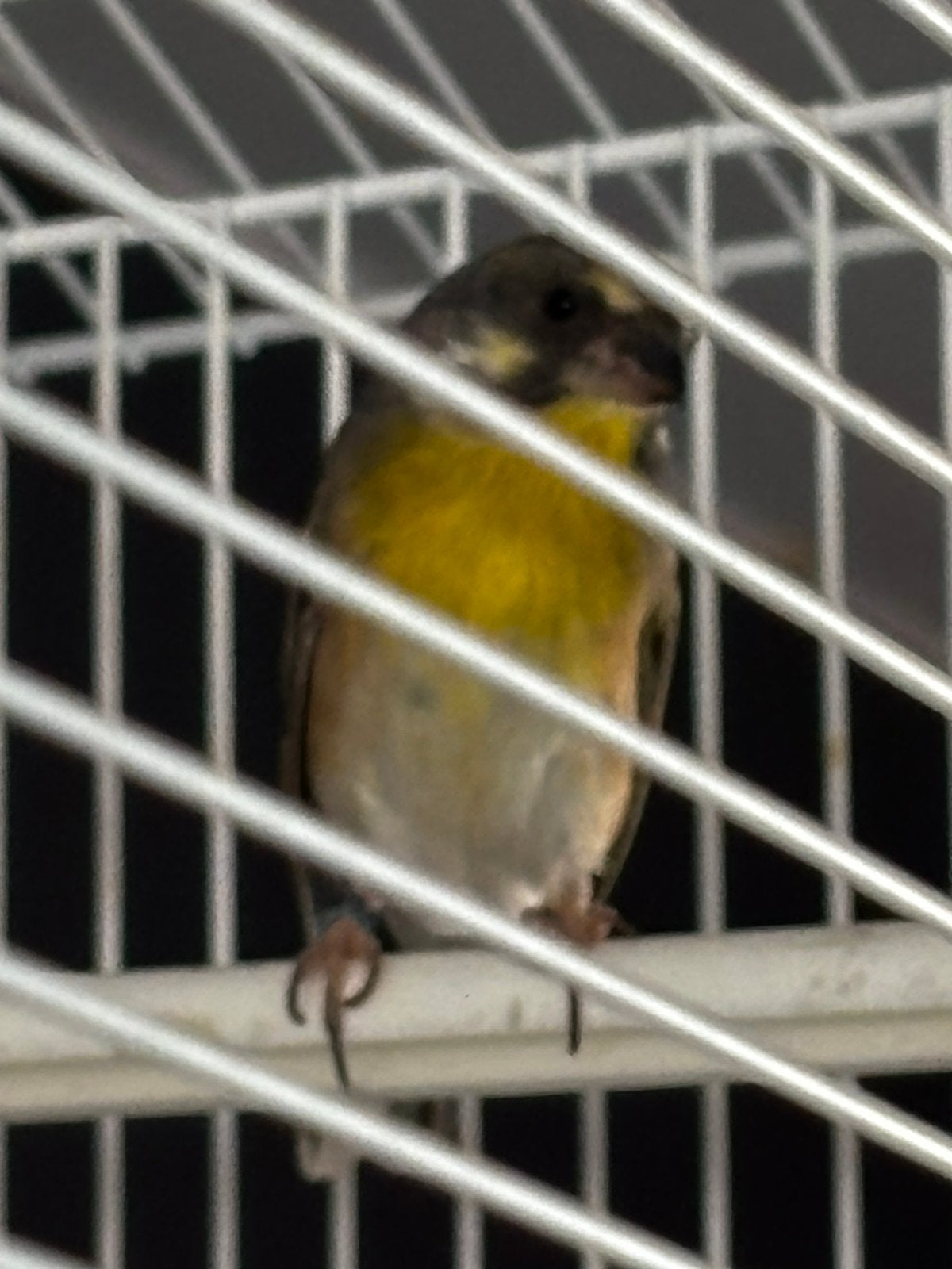 Citroenborst Edelzanger, Dieren en Toebehoren, Mannelijk, Wildzangvogel