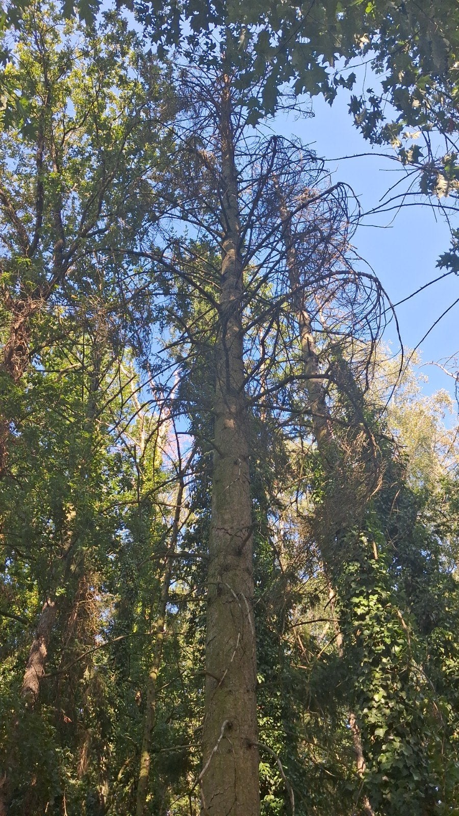 gratis brandhout, Enlèvement
