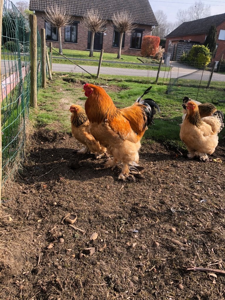 broedeiren brahma, Kip