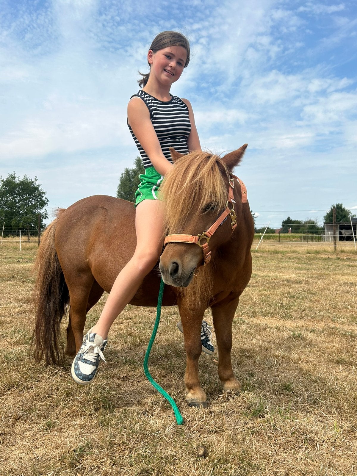 Schetland pony, Merrie, Met stamboom, A pony (tot 1.17m), 7 tot 10 jaar