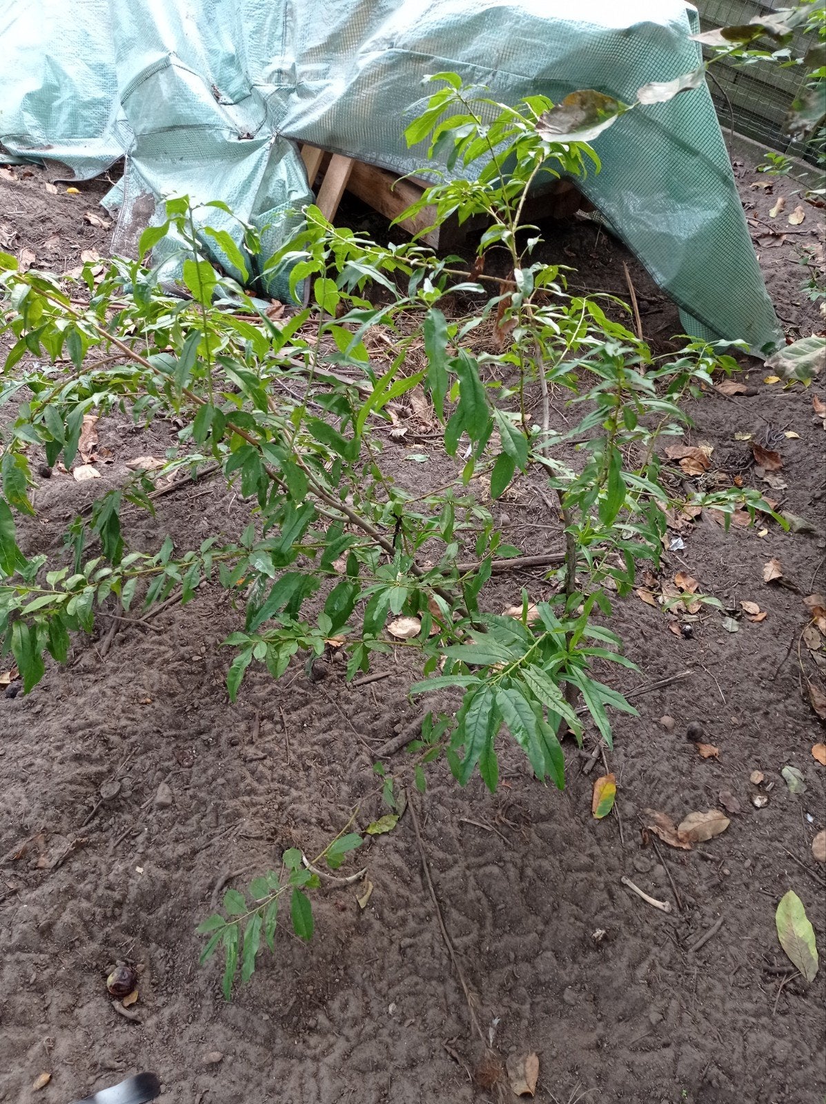 perzikboom, Tuin en Terras, Ophalen