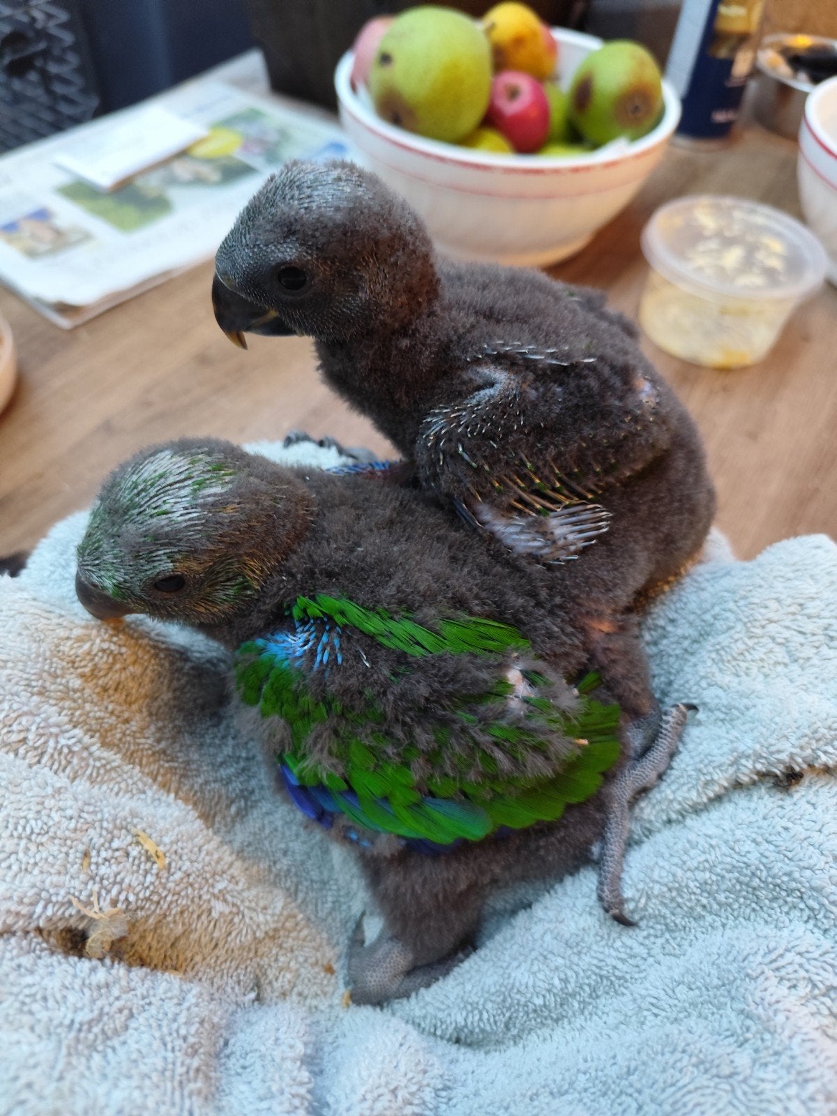 Edelpapegaai (Man), Dieren en Toebehoren, Vogel
