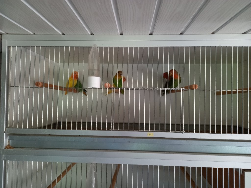 Roseicolli's, Plusieurs animaux, Perroquet nain ou Inséparable, Bagué