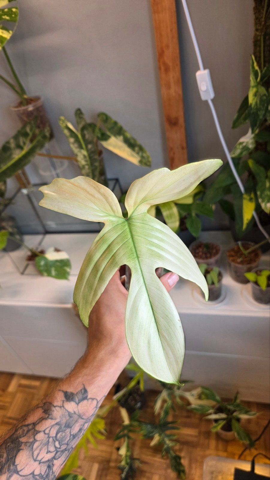 philodendron florida ghost, Enlèvement ou Envoi