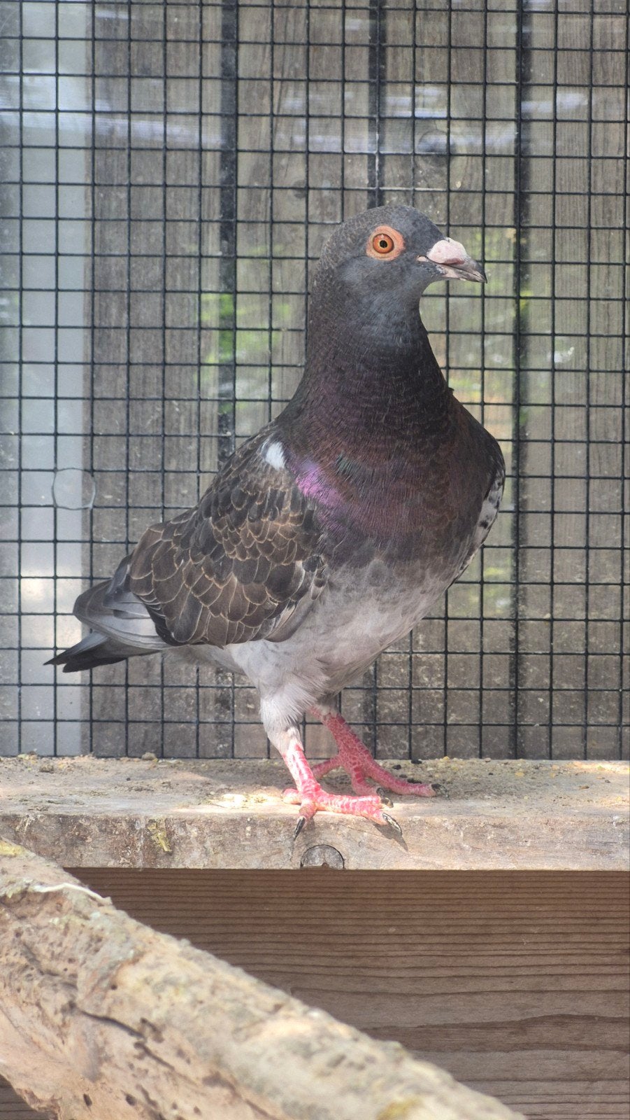 kleurpostduif, Dieren en Toebehoren, Vogels | Duiven, Mannelijk, Postduif
