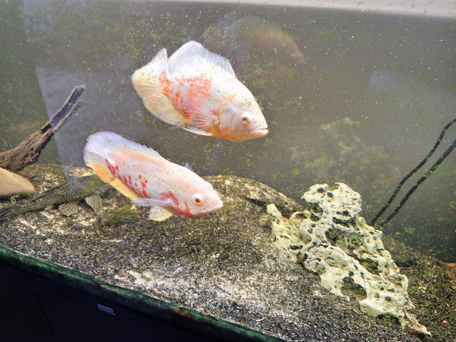 vissen, Animaux & Accessoires, Poisson, Poisson d'eau douce