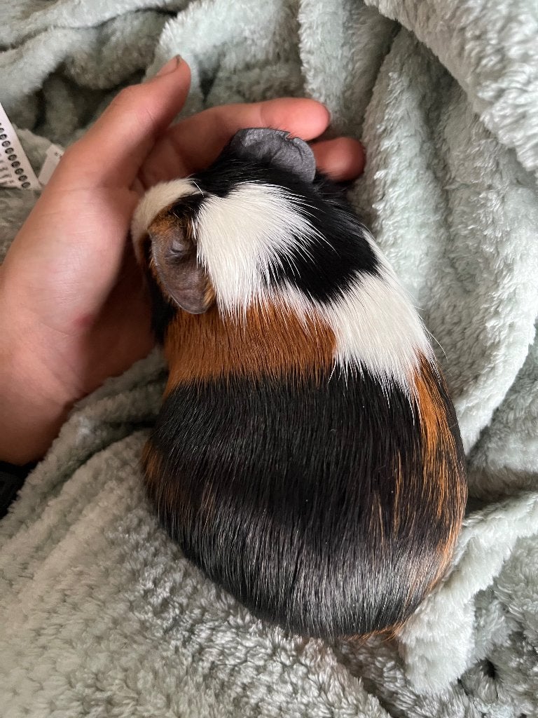 Cavia, Animaux & Accessoires, Rongeurs, Mâle, Domestique, Septembre, Cobaye