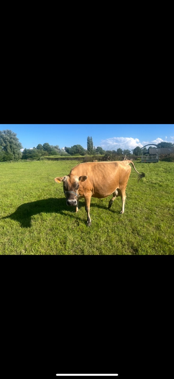Jersey koe, Dieren en Toebehoren, Runderen, Vrouwelijk, 3 tot 6 jaar
