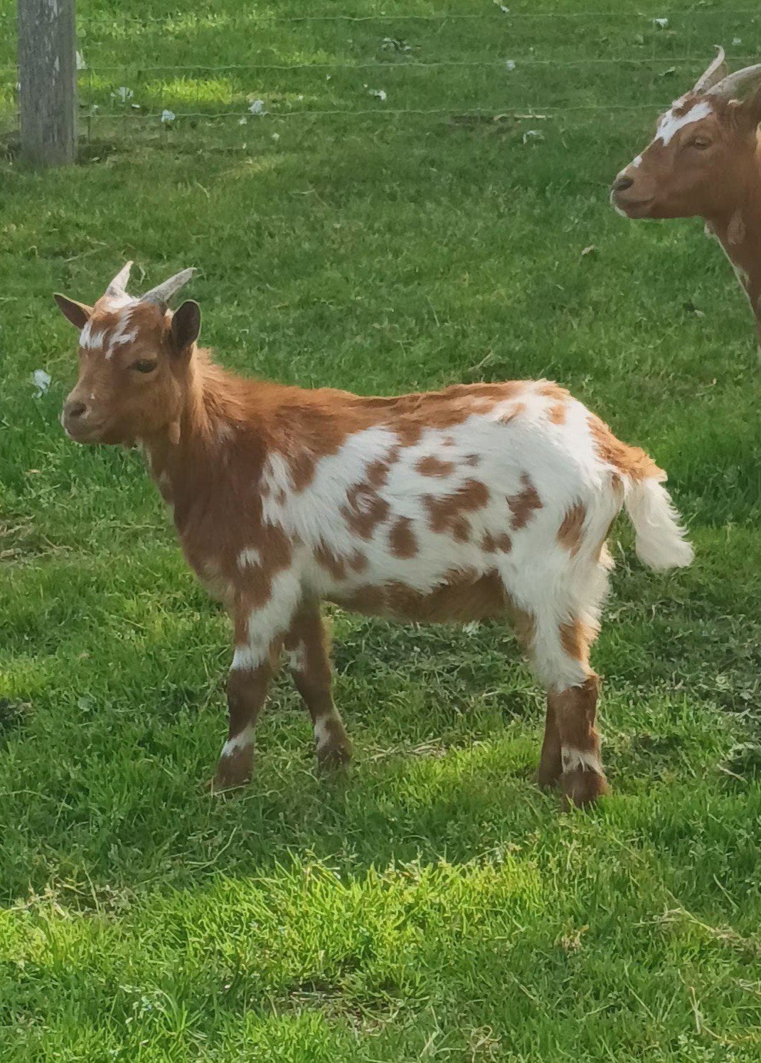 Dwerggeit, Mâle, Chèvre, 0 à 2 ans